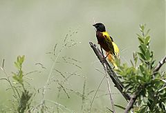 Golden-backed Weaver